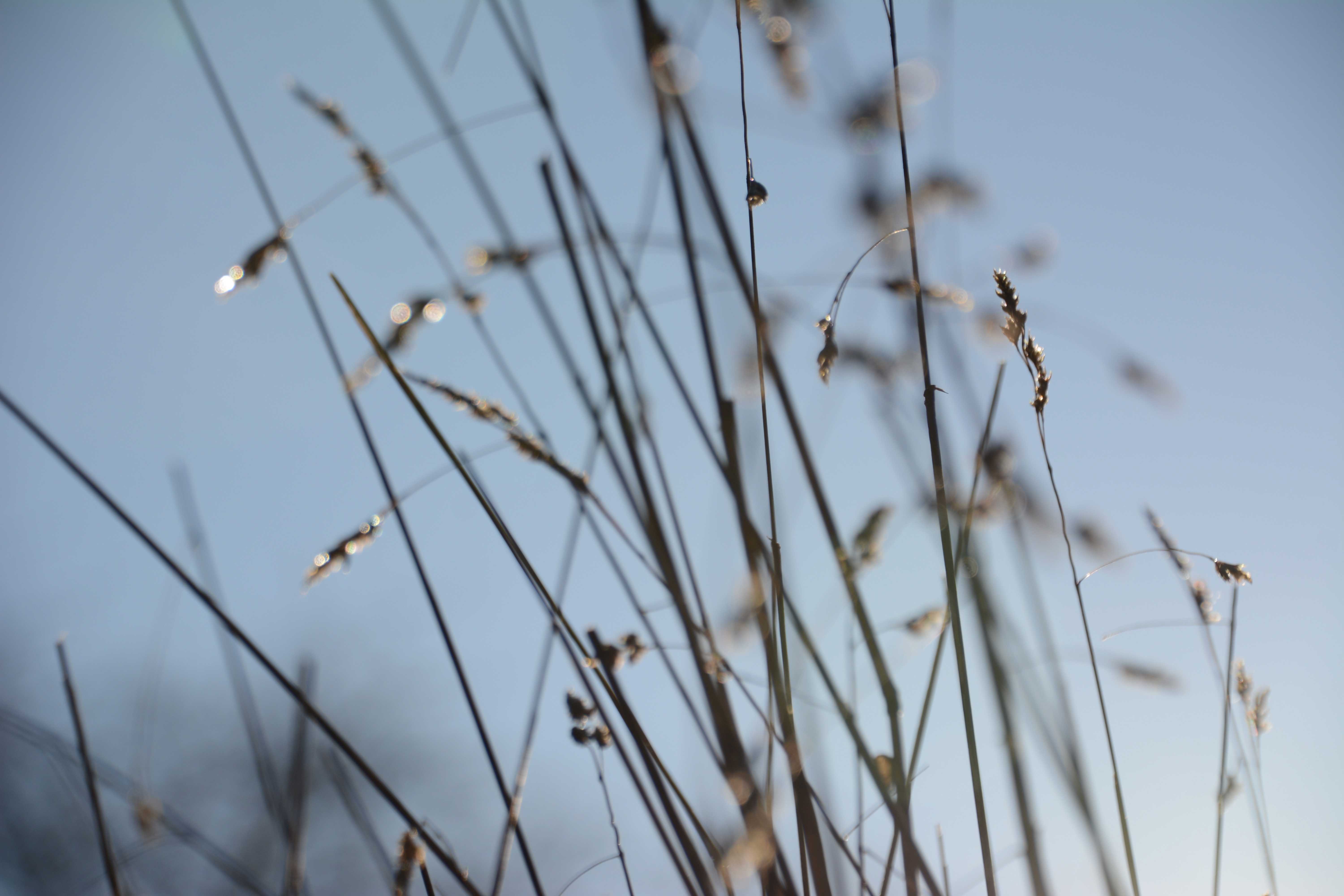 A photo of grasses against a blue sky in winter
