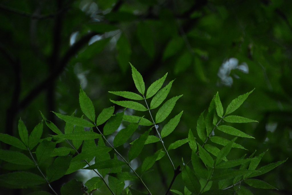 Close up photo of a leaves on a cherry tree