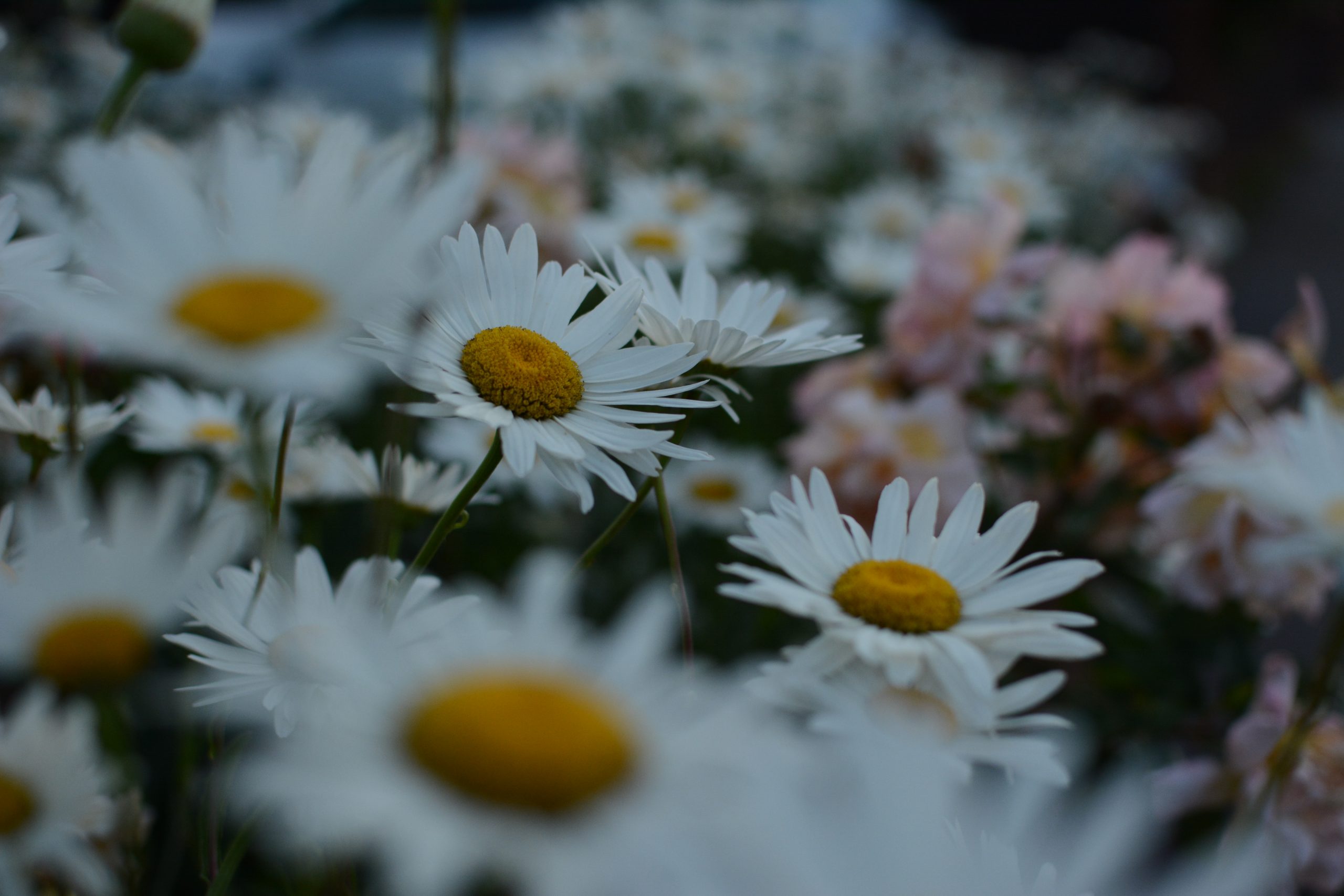 Photo of daisies close up at sunset - representing support and ease