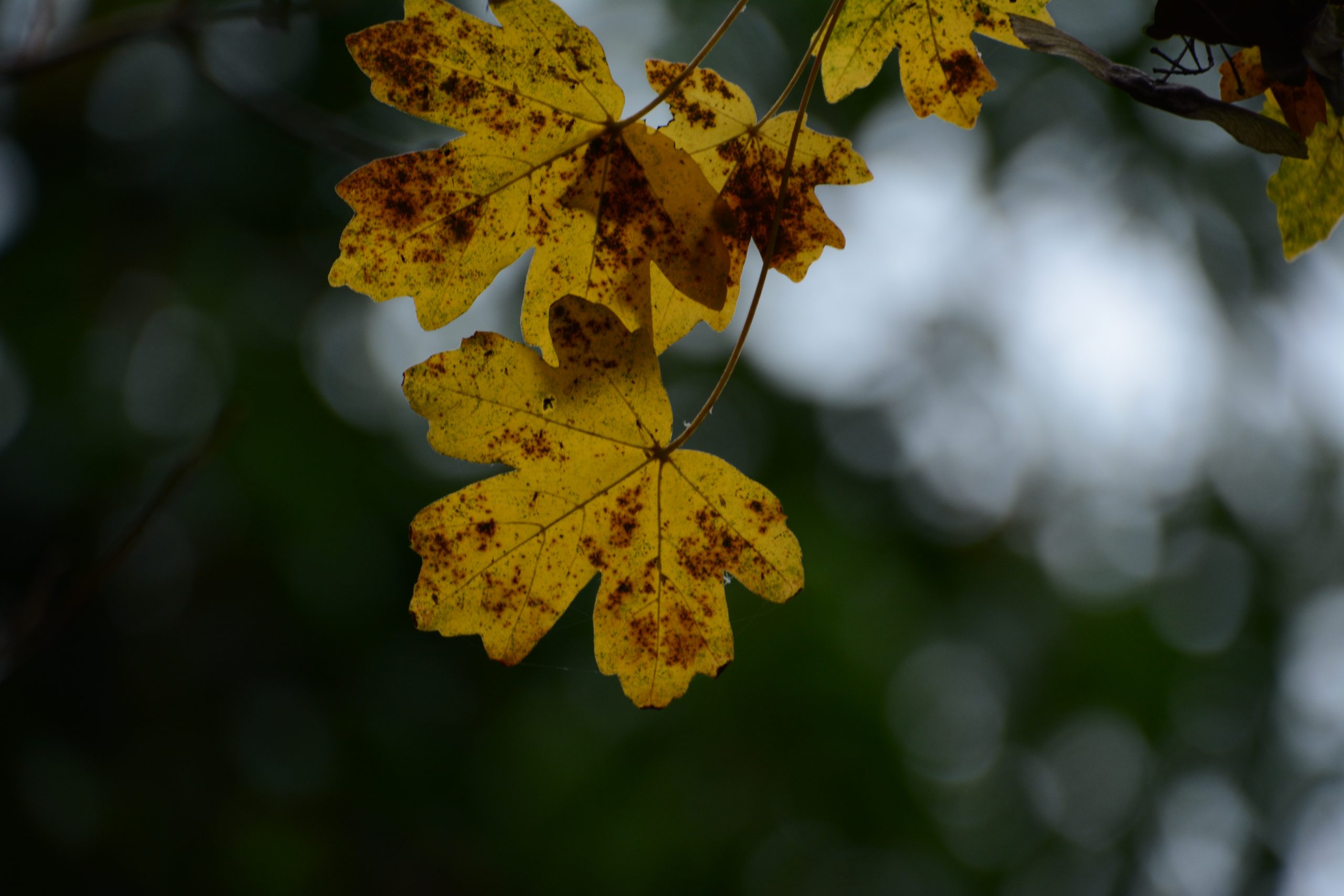 Photo of an autumn leaf with still green trees blurred behind it.