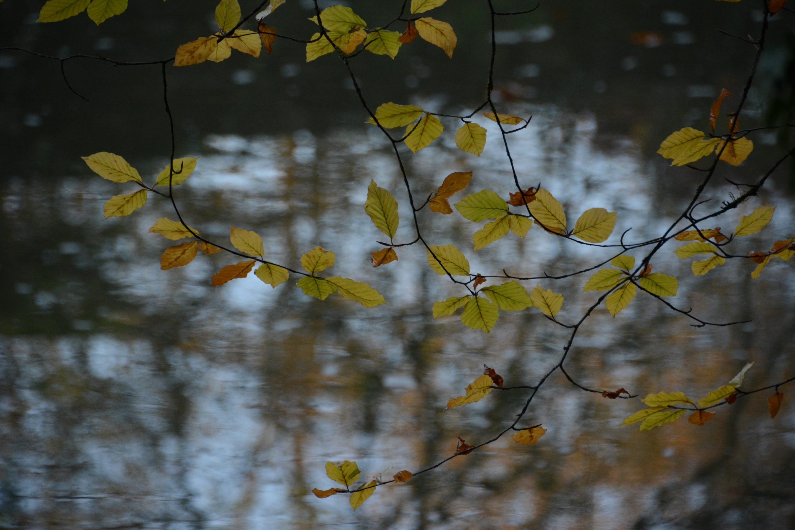 Photo of a branch with a river in the background blurred out. The branch has a few yellow autumn leaves left on it.