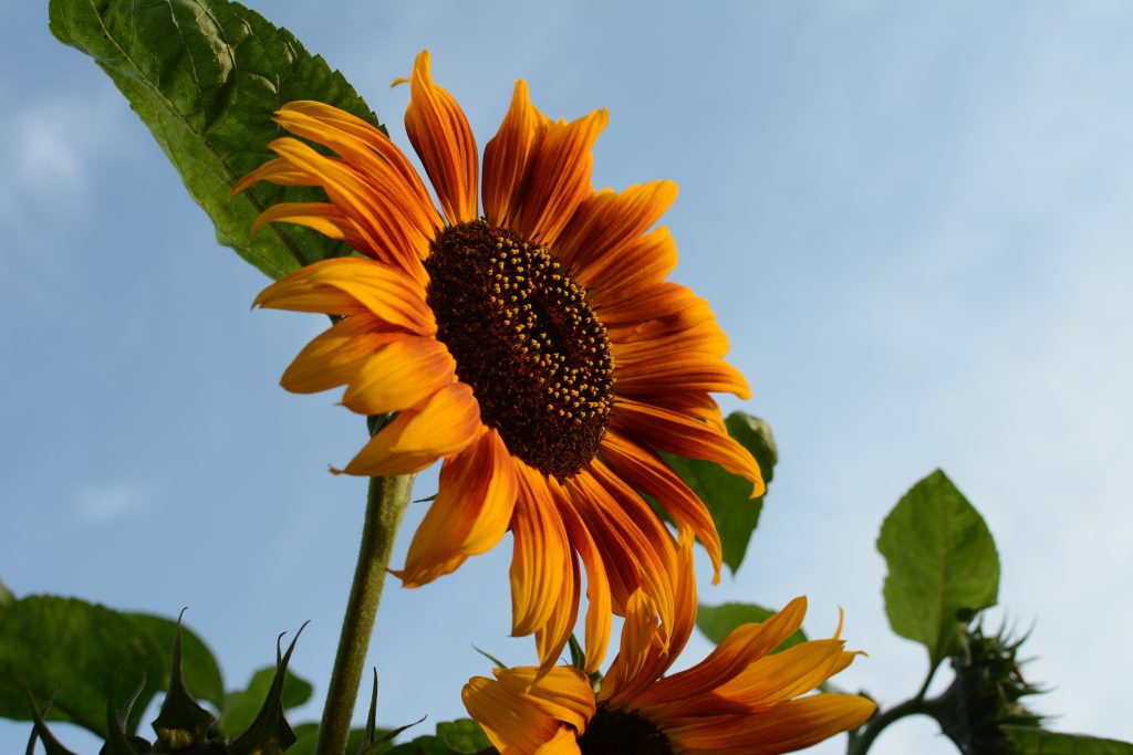 Photo of a sunflower against blue sky