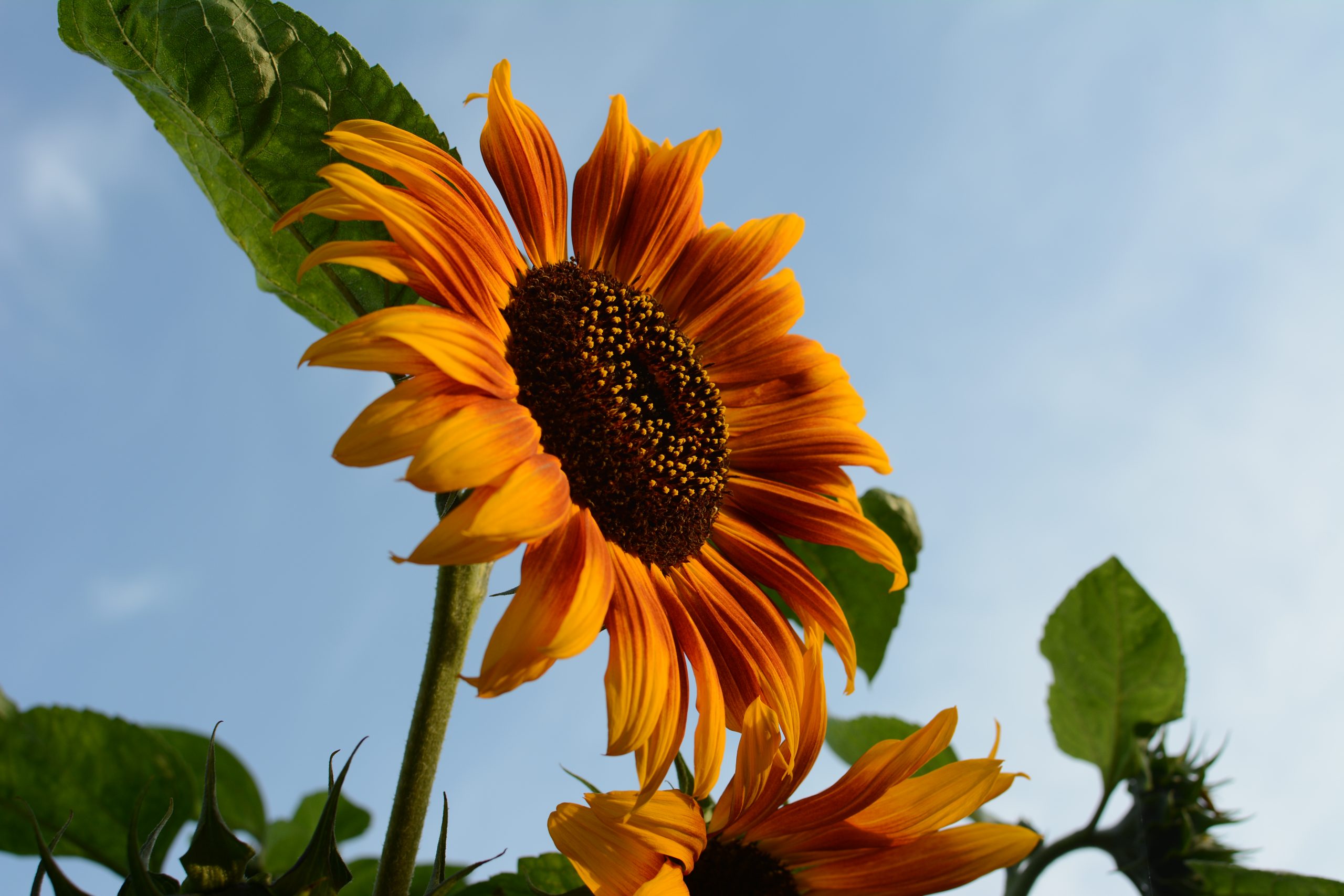 Photo of a sunflower against blue sky