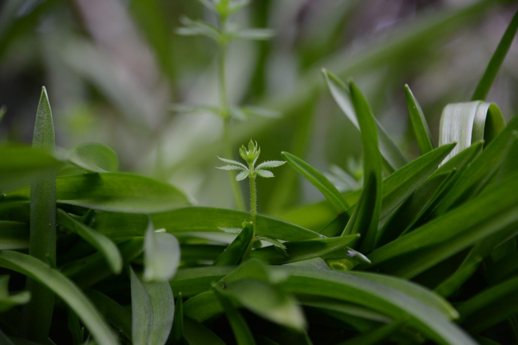 Close up photo of a green sprout emerging from bluebell leaves