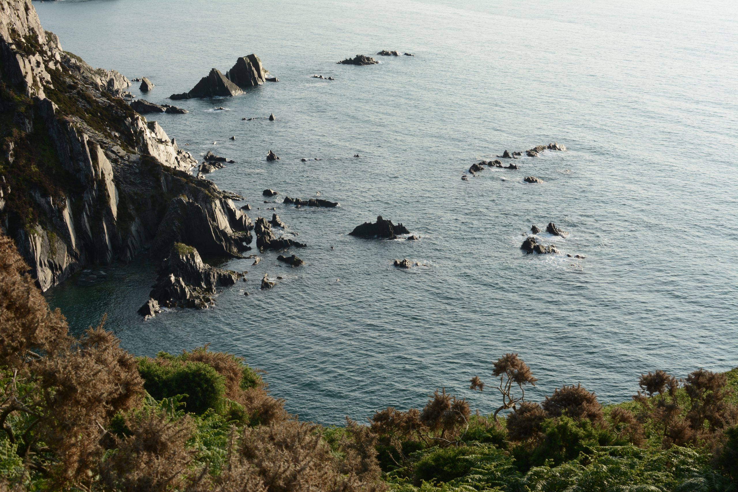 Photo of the sea, with cliffs and rocks in the distance and bracken in the foreground